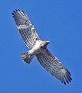Short-toed Eagle © John Muddeman